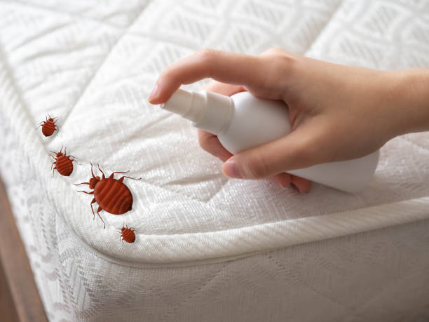 Best Bed Bug Extermination  in Pantego, TX