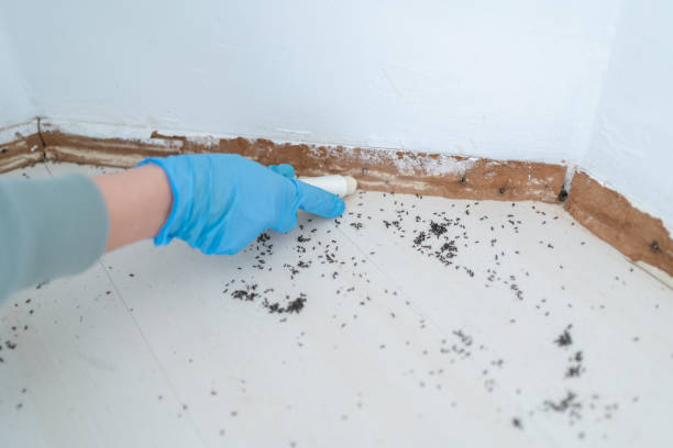 Flea Control Services in Pantego, TX